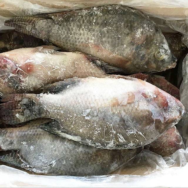 Tilapia Fish 10kg