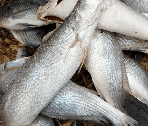 Croaker Fish(Uncut) per kg