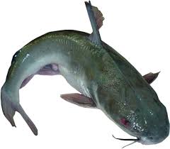 Catfish Large-Large