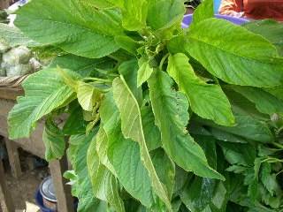 Spinach vegetables(Alafo) leaf-Per Bunch