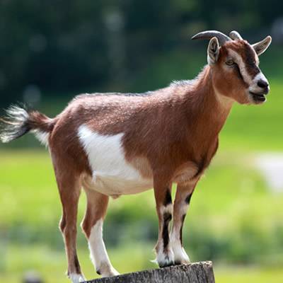 Live Goat (medium size)