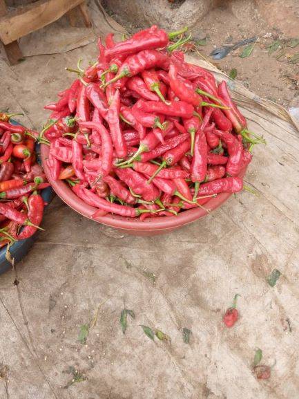 Shombo ( Cayenne Pepper)–(half basket)