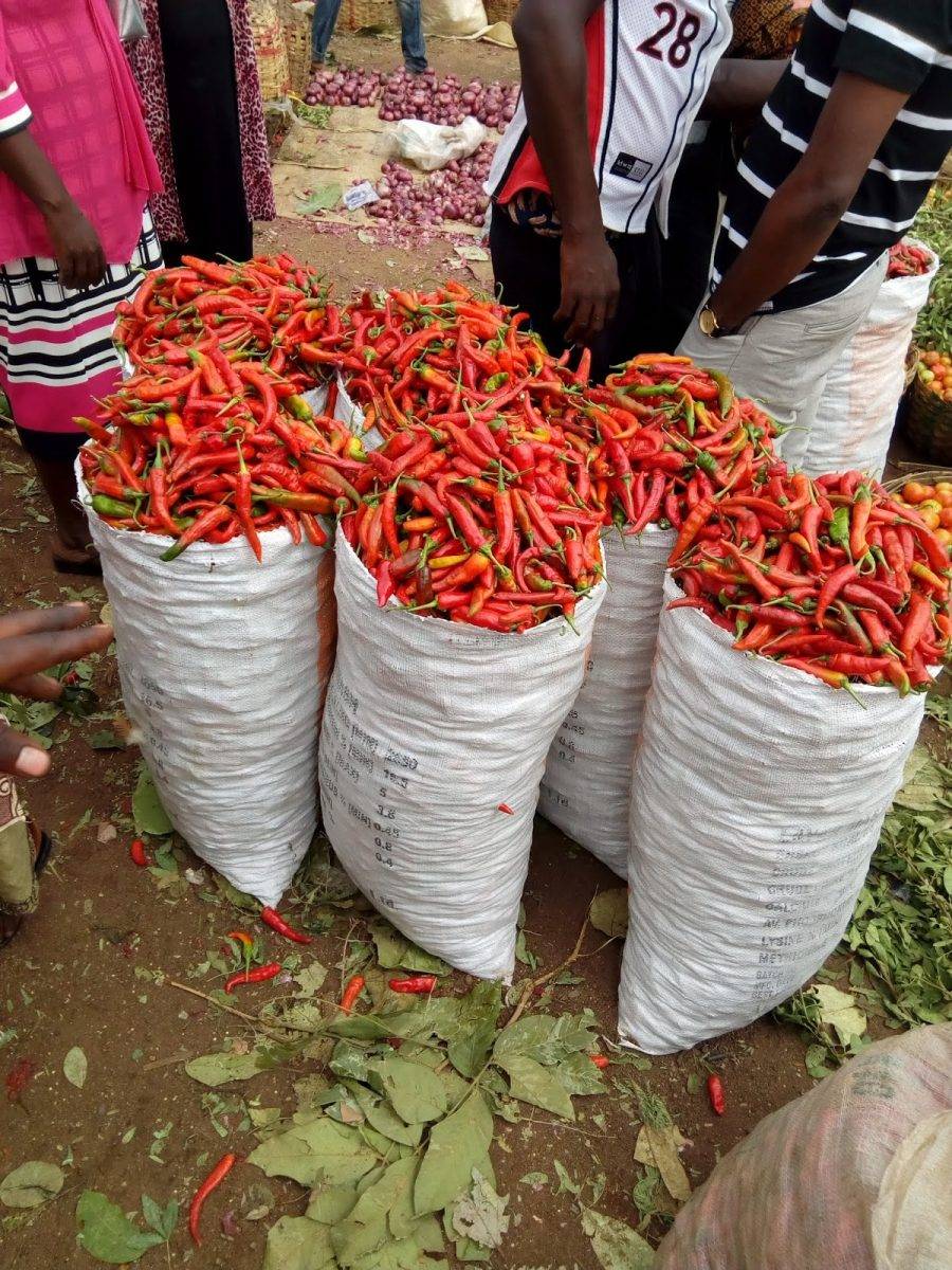 Shombo ( Cayenne Pepper)–Full bag 50kg