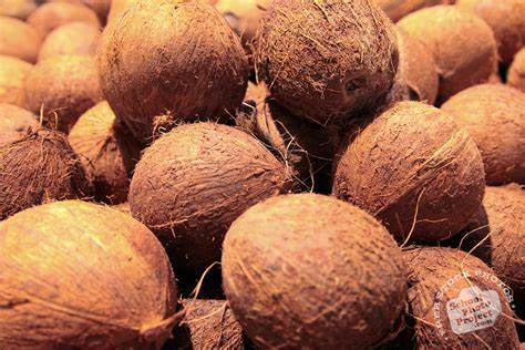 Coconuts (Large)