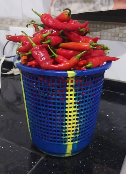 Shombo ( Cayenne Pepper)–Plastic basket