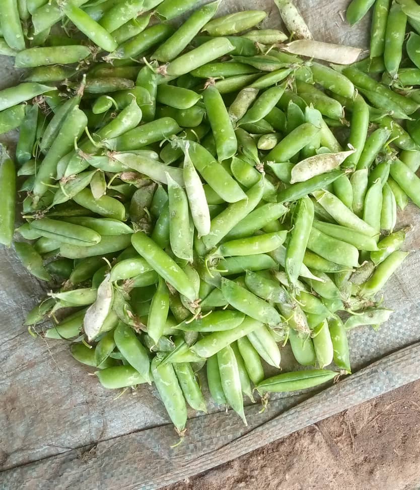 Green Peas (per portion)