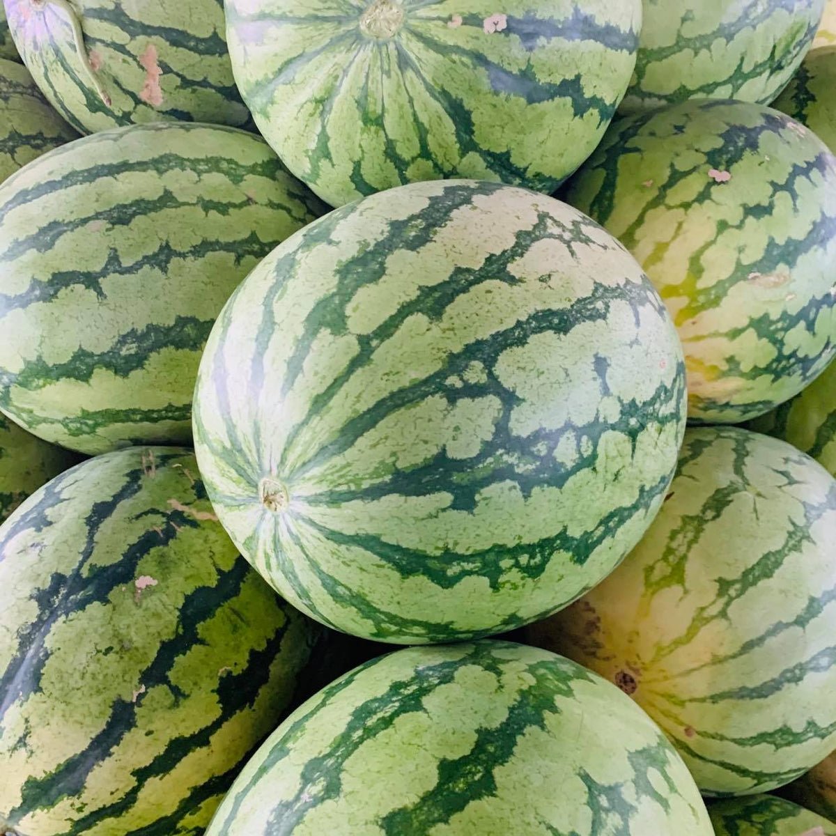 Watermelon (Big)
