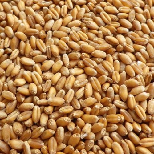 Wheat grains (grinded) per mudu